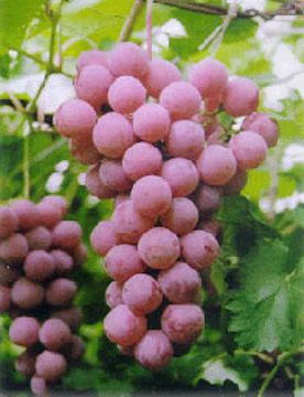 Grape Seed Extract