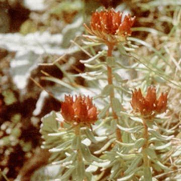 Rhodiola Rosea Pe