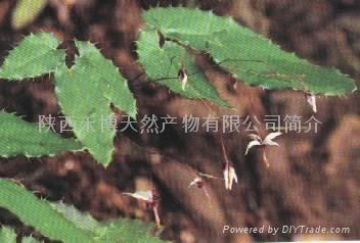 Epimedium Extract (Horny Goat Weed Extract)