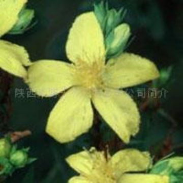 St.John's Wort Extract