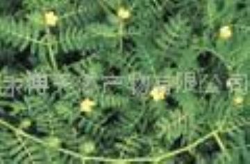 Tribulus Terrestris Extract