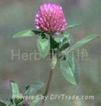 Red Clover P.E.