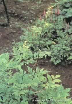 Black Cohosh P.E.