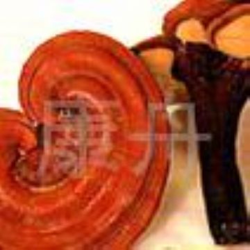 Ganoderma Lucidum (Reishi) Extract