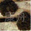 Grifola Frondosa (Maitake) Extract