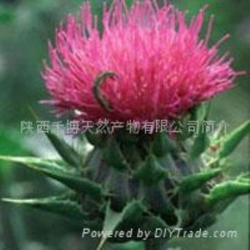 Milk Thistle Extract