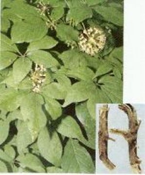 Xi'an Biosep- Siberian Ginseng P.E.