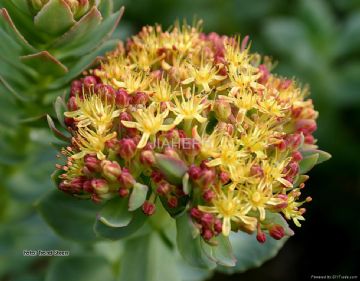 Rhodiola Rosea Extract