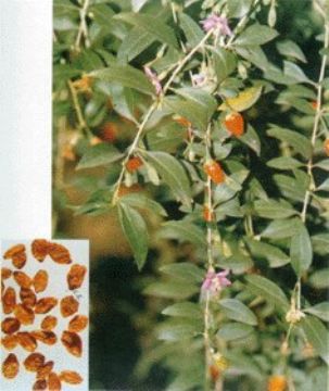 Wolfberry Extract