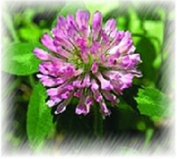 Red Clover Extract Powder