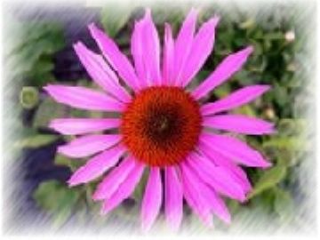 Echinacea Extract Powder