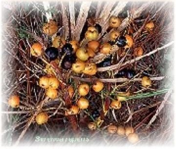 Saw Palmetto Frui Extract Powder