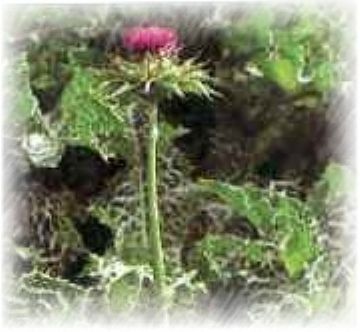 Milk Thistle Extract Powder