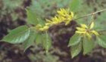 Chlorogenic Acid30-98%( Eucommia Leaf P.E)