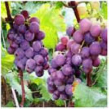 Grape Seed Extract