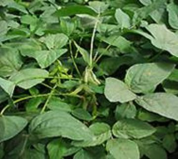 Soybean P.E.