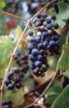 Grape Seed P.E.
