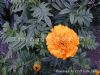Marigold Flower P.E.