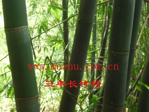 <em>台湾</em>麻竹苗 龙竹苗 甜竹苗 <em>杂交</em>竹苗